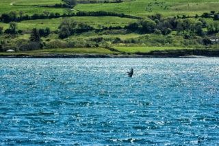 Dolphins - Dunmanus Bay