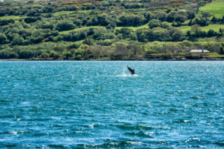 Dolphins - Dunmanus Bay