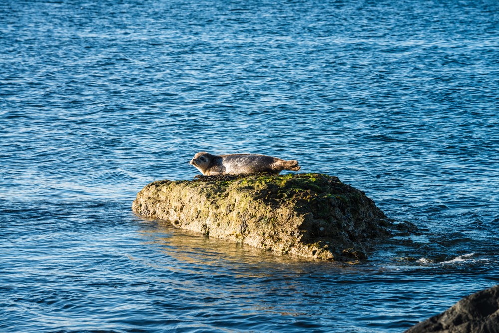 Seal at Antrim Coast