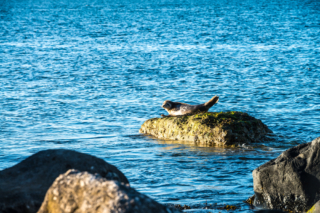 Seal at Antrim Coast