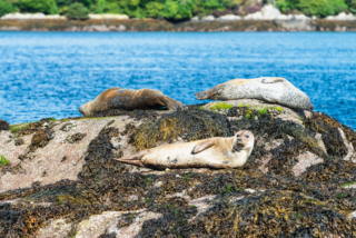 Seals - Garinish Island