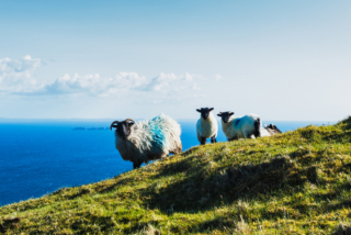 Sheep - Achill Island