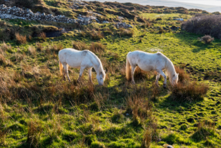 Horses in Connemara