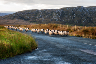 Sheep - Derryveagh Mountains